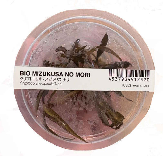 Cryptocoryne spiralis 'Nari' ADA Tissue Culture