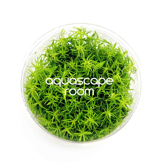 Pogostemon Erectus Tissue Culture