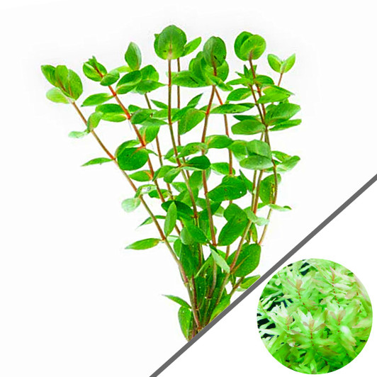 Rotala Macrandra Green