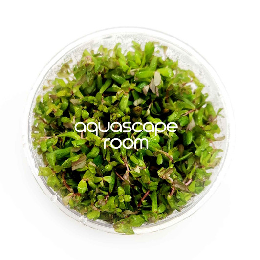 Rotala Macrandra Green Tissue Culture