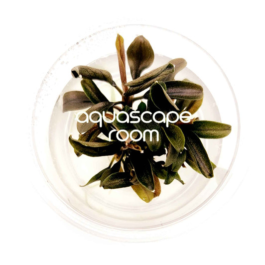 Bucephalandra Red Mini Tissue Culture (mini)