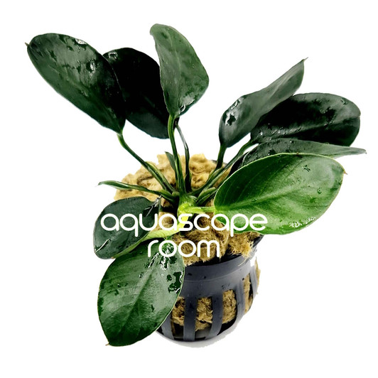 Anubias 'Dark Moon'