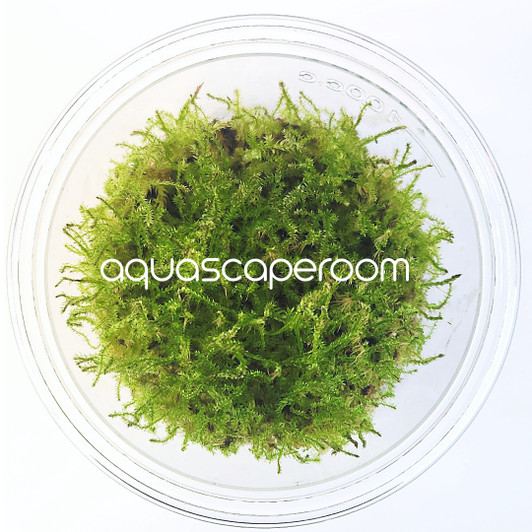 Vesicularia dubyana 'Christmas' Tissue Culture