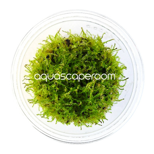 Vesicularia dubyana 'Christmas' Tissue Culture