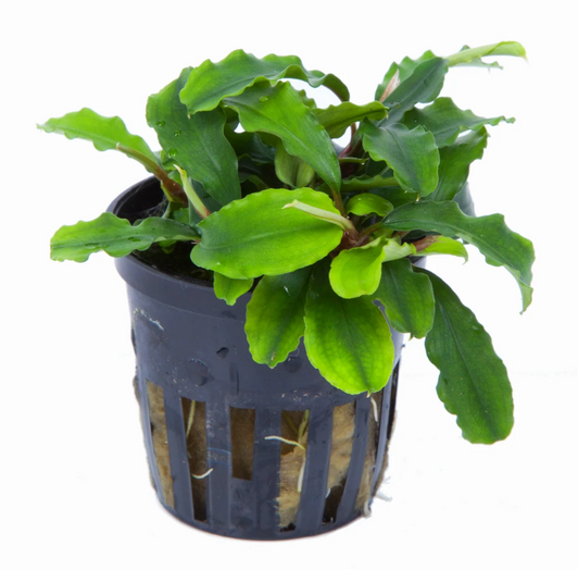 Bucephalandra Green Wavy