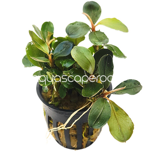 Bucephalandra Pink Malawi