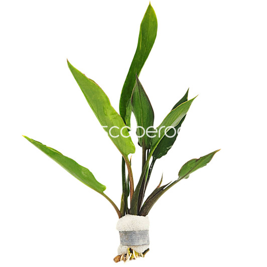 Cryptocoryne Ciliata