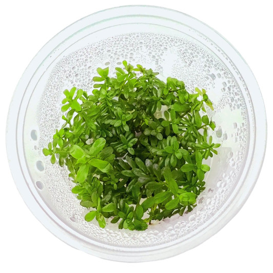 Rotala ceylon Tissue Culture