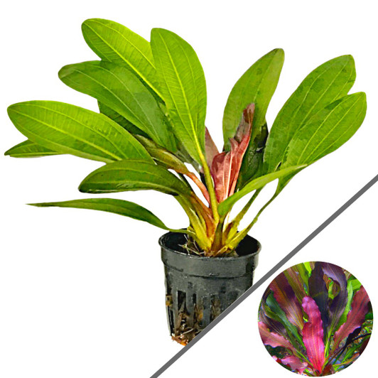 Echinodorus 'Red Rubin'