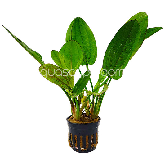 Echinodorus ‘Red Edge’ Variegated