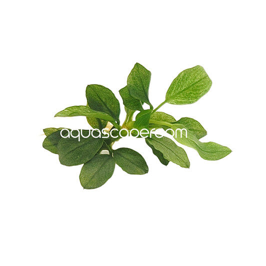 Anubias sp. 'Jade' Mini