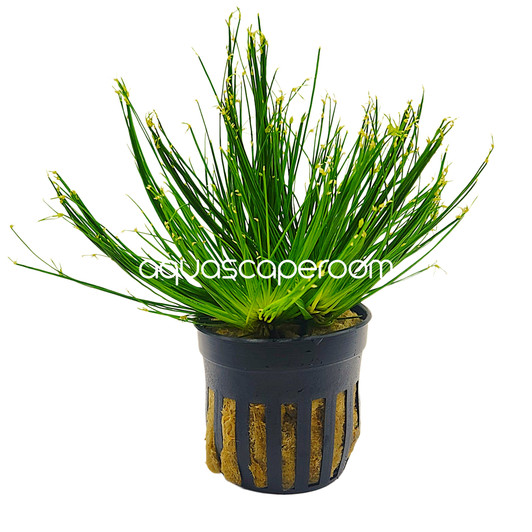 Cyperus haspan