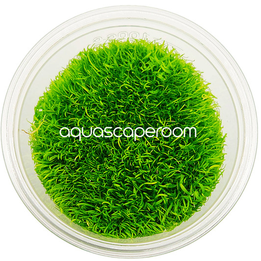 Utricularia graminifolia Tissue Culture