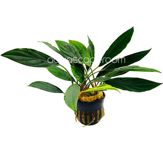 Aglaonema modestum ‘Green’