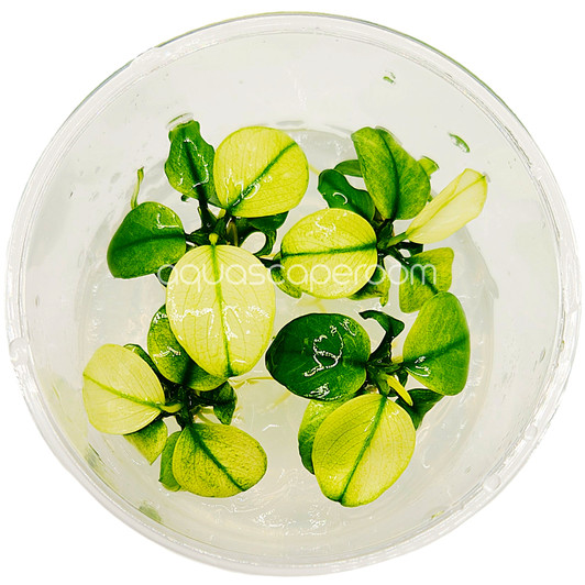 Anubias Barteri 'Broad White' Tissue Culture