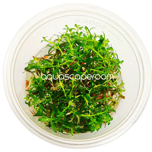 Ludwigia Arcuata Tissue Culture