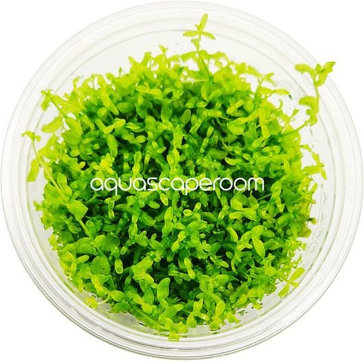 Hemianthus Micranthemoides Tissue Culture