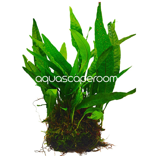 Microsorum Pteropus on Moss Shell