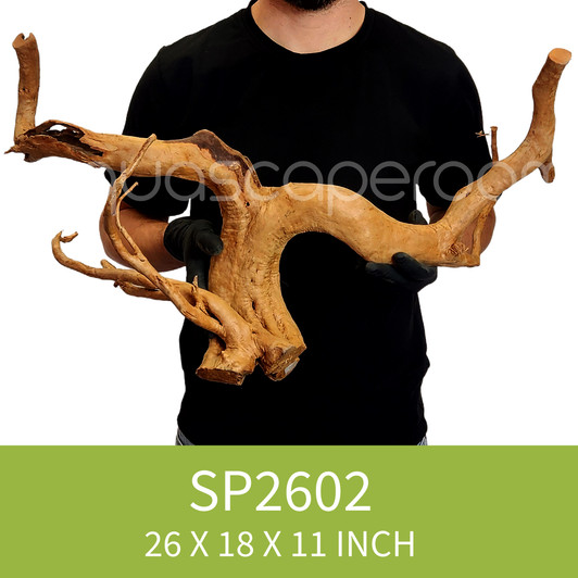 Spider Driftwood SP2602