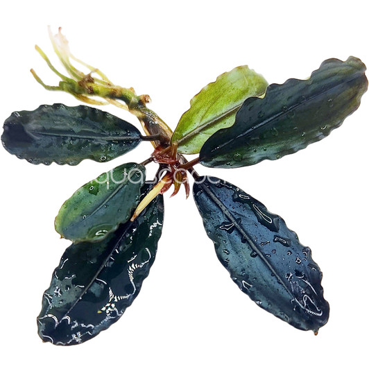 Bucephalandra hades blue