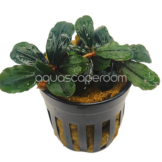 Plants - Species - Bucephalandra - Page 1 - aquascaperoom