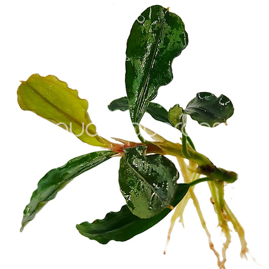 Plants - Species - Bucephalandra - Page 1 - aquascaperoom