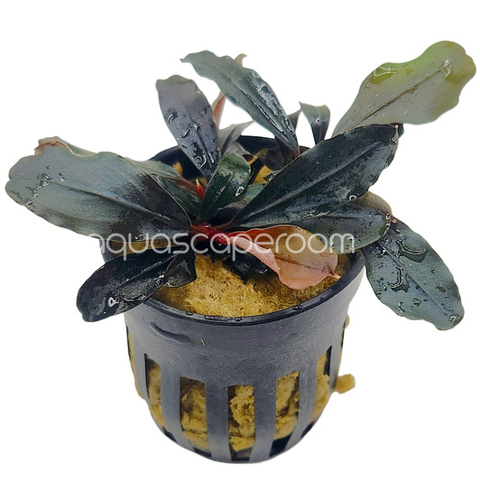 Plants - Species - Bucephalandra - Page 1 - aquascaperoom