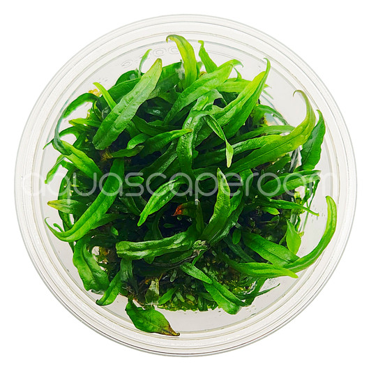 Microsorum pterpus 'Narrow Leaf' Red Tissue Culture