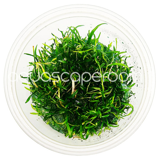 Lilaeopsis Brasiliensis Tissue Culture