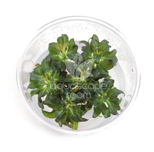 Ludwigia Glandulosa Tissue Culture