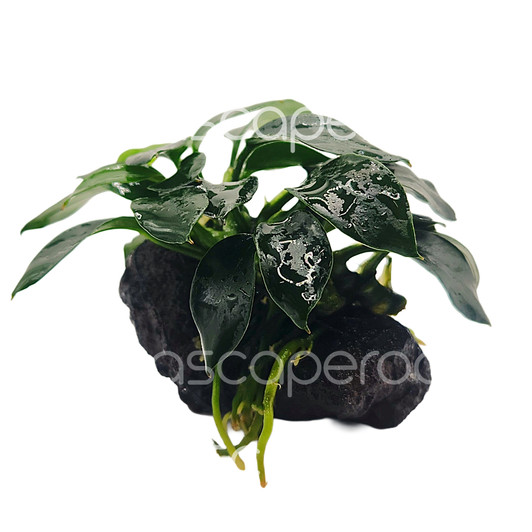 Anubias Pangolino on Lava Stone