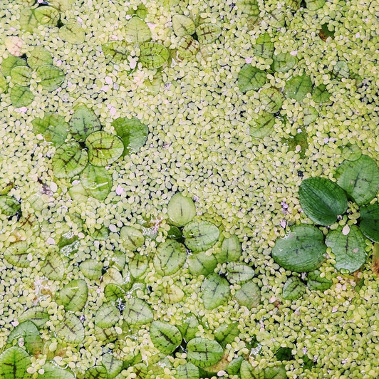 Floating Plant Mix (Duckweed & Frogbit)