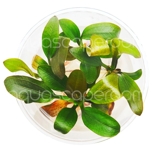 Echinodorus Rose Tissue Culture