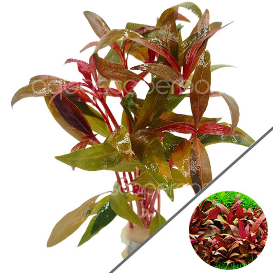 Alternanthera Reineckii Mini