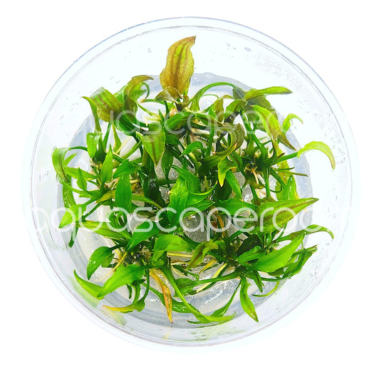 Cryptocoryne Yujii Tissue Culture