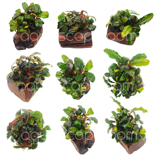 Bucephalandra Mix on Nano Driftwood