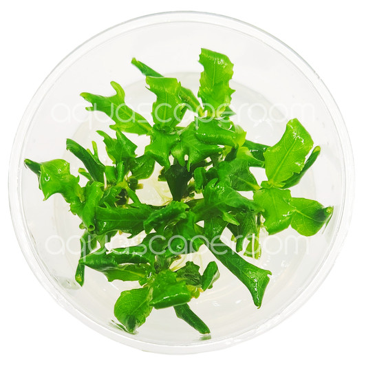 Hygrophila Difformis Tissue Culture