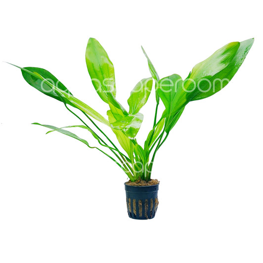 Echinodorus Horemanii 'Green'