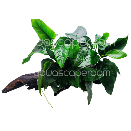 Premium Anubias Nana on Driftwood (10-14")