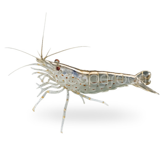 Amano Shrimp (Pre-Order)