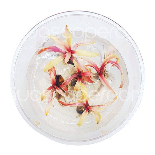 Cryptocoryne var. balansae 'Pink' Tissue Culture