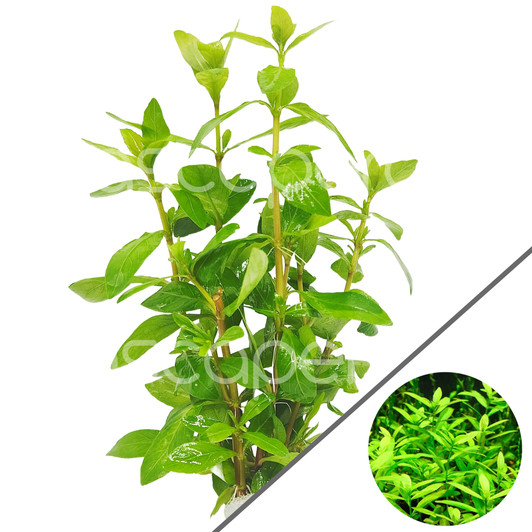 Hygrophila polysperma