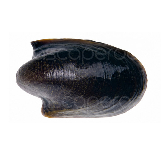 Batman Nerite Snail (Neritina auriculata)