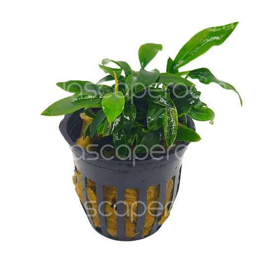 Anubias Pangolino