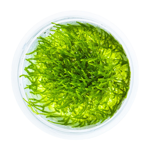 1-2-Grow! Taxiphyllum barbieri 'Bogor Moss'