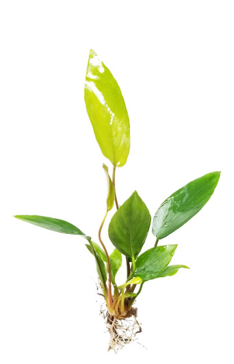 Anubias Hastifolia