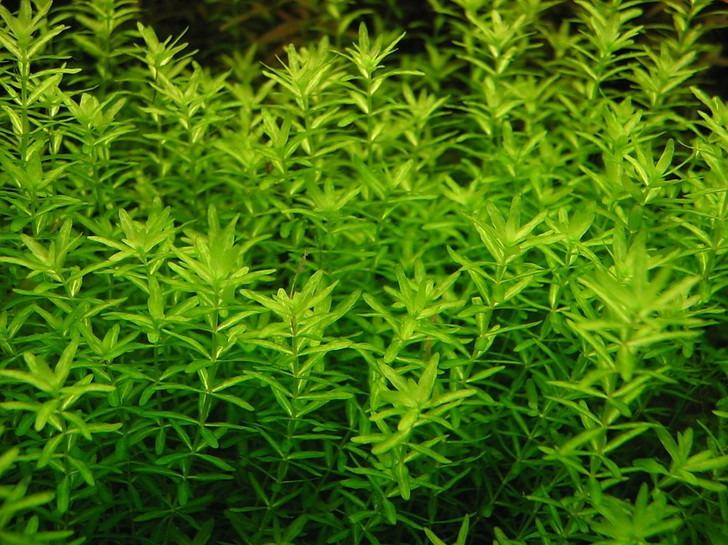 1-2-Grow! Hemianthus Micranthemoides