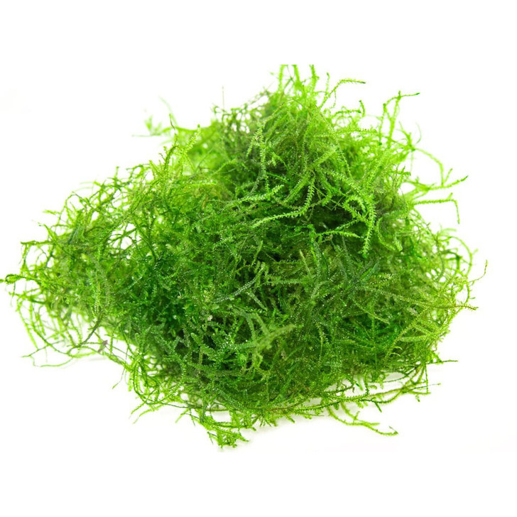 Taxiphyllum Barbieri 'Java Moss' 2 oz. Portion