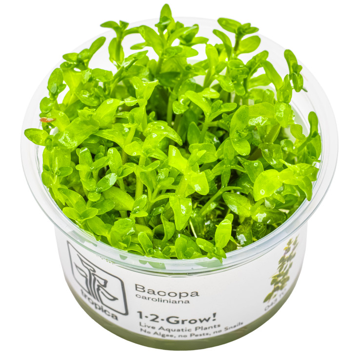 1-2-Grow! Bacopa caroliniana