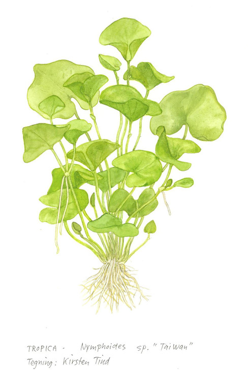 1-2-Grow! Nymphoides Hydrophylla 'Taiwan'